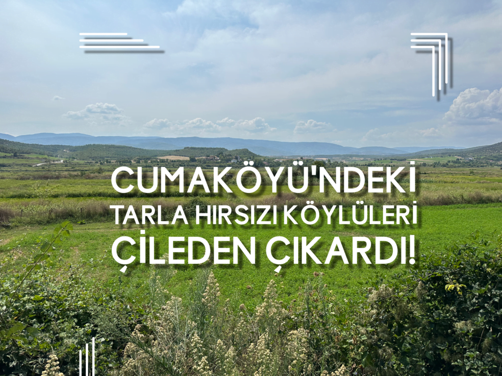 Cumaköy’deki Tarla Hırsızı Köylüleri Çileden Çıkardı.