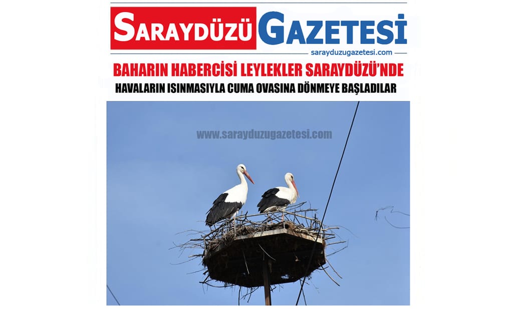 Baharın Habercisi Leylekler Saraydüzü Cuma Ovasına Dönmeye Başladılar.